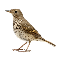 AI generated Mistle thrush isolated on transparent background png