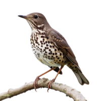 AI generated Mistle thrush isolated on transparent background png