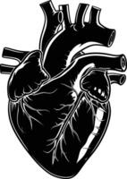 AI generated Silhouette for internal organs of heart black color only vector