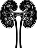 AI generated Silhouette for internal organs of kidney black color only vector