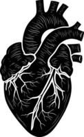 AI generated Silhouette for internal organs of the heart black color only vector