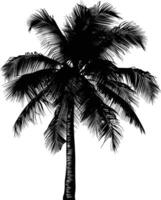 AI generated Silhouette coconut tree black color only vector