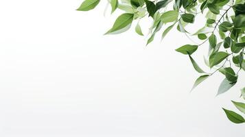 AI generated Green Leaves on White Background. Copy Space, Presentation, Environment, Leaf, Plant photo