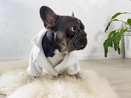 Portrait of a young male French Bulldog. Cute French Bulldog in white pajamas on a white rug in the room looking for the mistress. photo