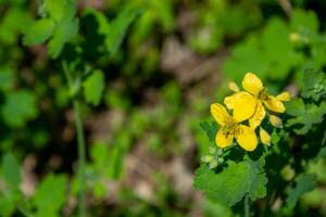 amarillo celidonia flor en un oscuro verde antecedentes con un bokeh efecto. foto