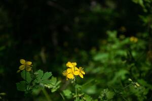 Bright yellow celandine flowers isolated on dark green bokeh background - Chelidonium majus. photo