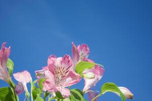 Alstroemeria flores, en contra un azul cielo, copyspace en el Derecha para tu texto. foto