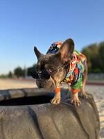 Dog in sunglasses and bright jacket on a walk French bulldog on a blurred background of spring nature and blue sky. photo