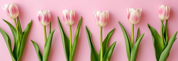 AI generated Pink tulips on pink background. Flat lay, top view. photo