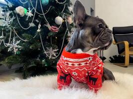 Close-up profile of a French bulldog. Stylishly dressed dog on the background of a Christmas tree. Dark little dog in red Christmas outfit on soft white carpet. photo