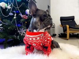 A French bulldog guards a Christmas tree from a hidden cat. photo