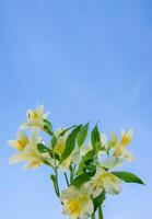 Alstroemeria flowers, against a blue sky, copyspace on the for your text. photo
