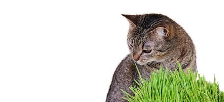 Horizontal banner with pet and green oat micro greens on white background with space for text. Cat grass, pet grass. photo