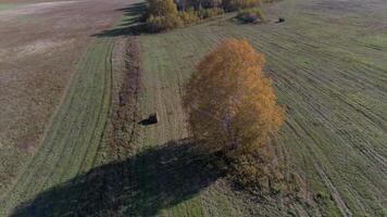 otoño árbol aéreo imágenes video