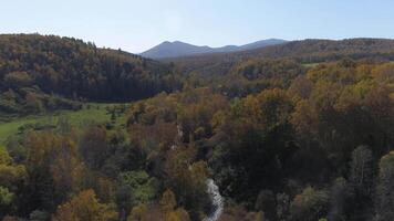 Herbst Wald Antenne Aufnahmen video
