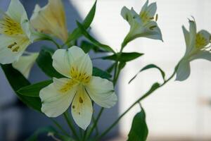 delicado Alstroemeria flores cerca arriba. foto