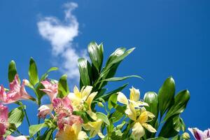 Inca lily flowers in nature. Cloudy blurred sky background. photo