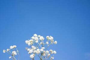 delicado blanco flores en un fondo cielo. foto