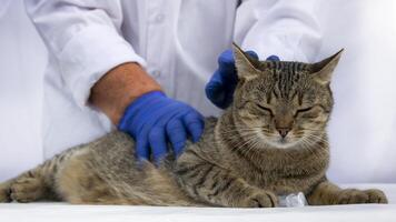 Pro hands of a veterinarian and a gray cat with a disposable syringe. Examination of the pet before vaccination. photo