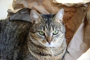 Portrait of a cat on a background made of crumpled Kraft paper. Cute tabby cat close-up. photo