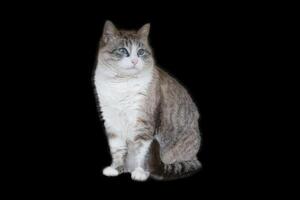 Beautiful cat with blue eyes isolated on black background. Portrait of a gray fluffy domestic cat for the cover of a grooming studio. photo