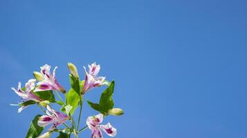 Cloudless blue sky and delicate purple flowers. photo