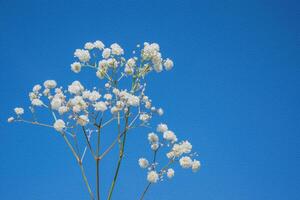 Sprig of white gypsophila flowers on a blue background with space for text. photo