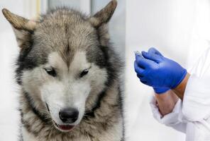 de cerca de un perro en vacunación. un veterinario da un inyección de un Alaska malamute. foto