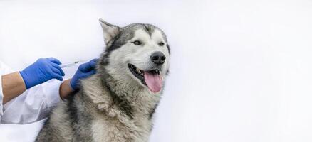 A veterinarian administers medicine to a dog from a syringe on a white background with space for text. photo