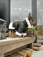 perro en un invierno caminar. francés buldog posando en un negro piel de carnero Saco con blanco pelo. publicidad de invierno ropa para animales foto