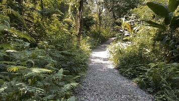 trekking camino para caminata o excursionismo en el medio de selva, hermosa verde paisaje foto