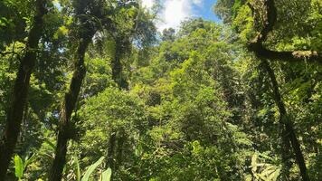 hermosa panorámico ver en tropical bosque con montaña y azul cielo como un antecedentes foto