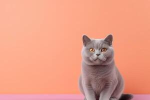 AI generated British gray cat breed sitting on a Peach Fuzz background with copy space and looking at the camera photo