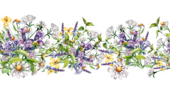 Seamless border of chamomile, nettle, lungwort, chelidonium watercolor illustration. Purple, yellow medicinal flower hand drawn. Design for label, package, wrapping. png