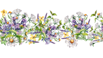 sömlös gräns av kamomill, nässla, lungört, chelidonium vattenfärg illustration. lila, gul medicinsk blomma hand ritade. design för märka, paket, omslag. png