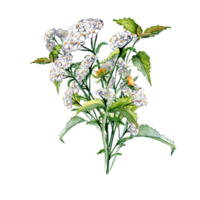 Achillea millefolium, nettle, beggarticks watercolor illustration. Medicinal flowers painted. Useful herbs, medicinal plants hand drawn. Design for label, package, card. png