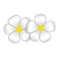 Jasmine flowers icon in color. Spa aromatherapy vector