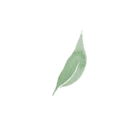 watercolor simple green leaf png