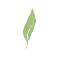 watercolor simple green leaf png