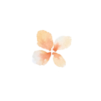 watercolor simple peach flowers png