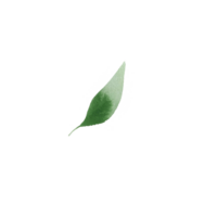 watercolor simple green leaf png