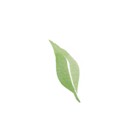 watercolor simple green leaf png