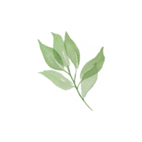 aguarela simples verde folha png