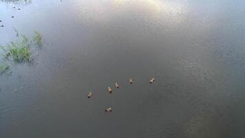 patos planador em sereno lago video