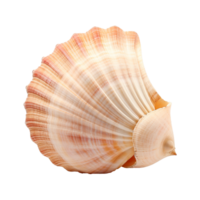 AI generated Seashell on transparent background png