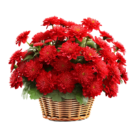 ai généré panier de rouge chrysanthèmes isolé sur transparent Contexte png