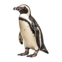 AI generated African penguin isolated on transparent background png