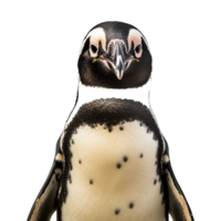 AI generated African penguin isolated on transparent background png