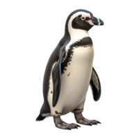 ai generado africano pingüino aislado en transparente antecedentes png