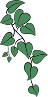 ivy plant drawing illustration. png